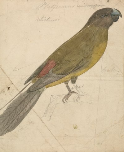 En papegøye av James de Carle Sowerby