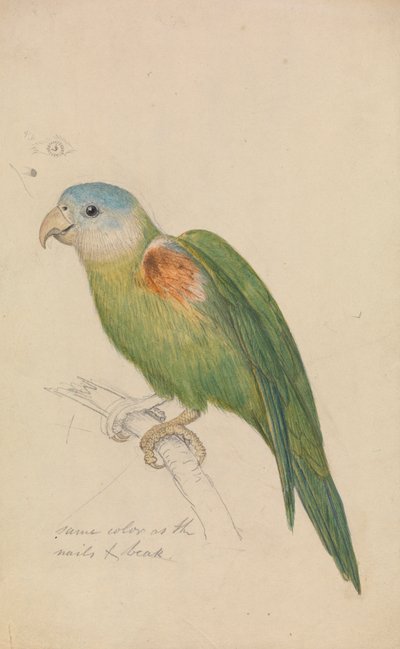 En papegøye av James de Carle Sowerby