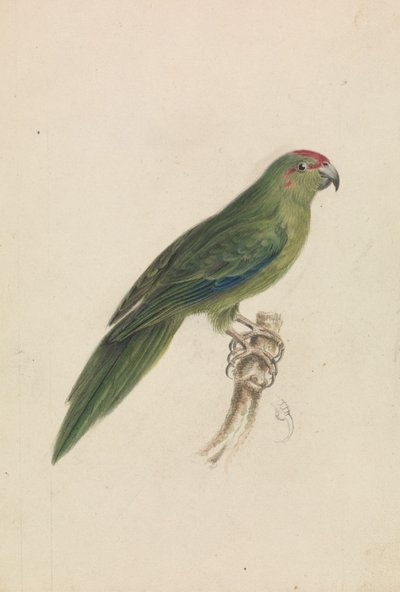 En papegøye av James de Carle Sowerby