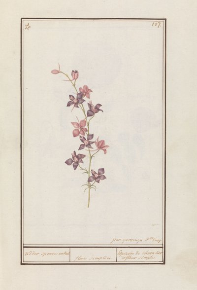 Larkspur (Consolida) ridderspore ankel. / blomst enkel. / Esperon de chevalier afluer enkel. (tittel på objekt) av Jan Anton Garemyn