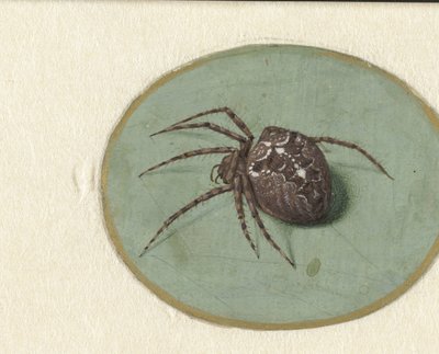 Edderkopp av Jan Augustin van der Goes