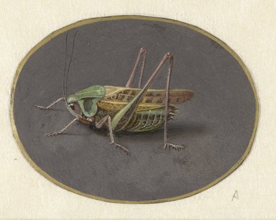 Gresshoppe Dyr (serietittel) av Jan Augustin van der Goes