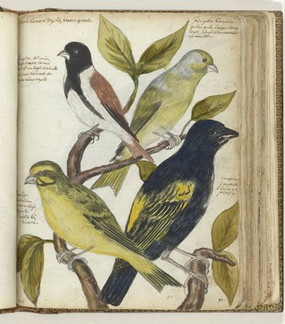 Cape Birds av Jan Brandes