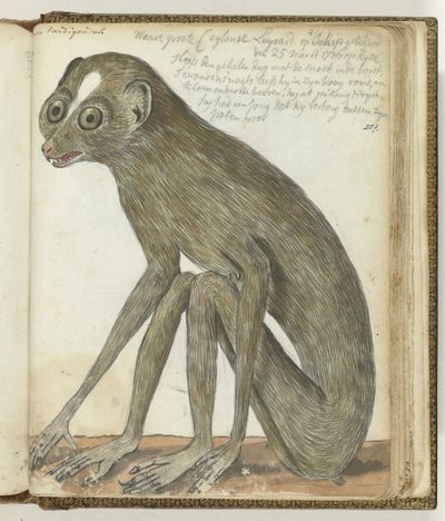 Ceylone Sloth av Jan Brandes