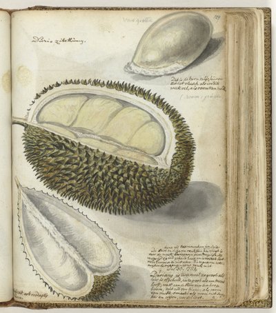 Durian av Jan Brandes