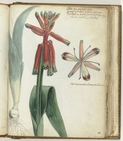 Kapp blomst av Jan Brandes