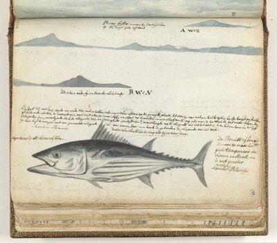Kystprofiler av Kanariøyene. Fisk. av Jan Brandes