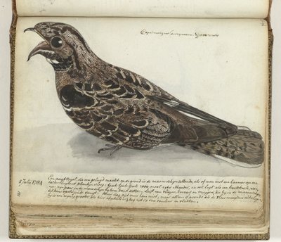 Nightjar av Jan Brandes