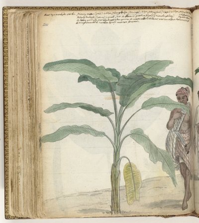 Banan tre av Jan Brandes