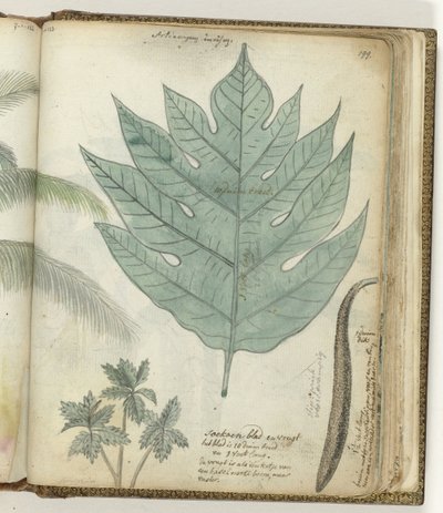 Sukoon blad og frukt av Jan Brandes