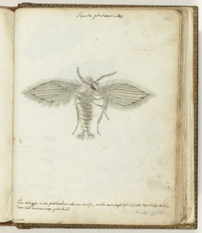 fly av Jan Brandes