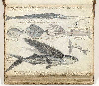 havfiske av Jan Brandes