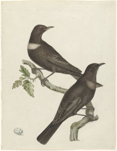 To ringtroster (Purdus torquatus) med et egg av Jan Christiaan Sepp (possibly)
