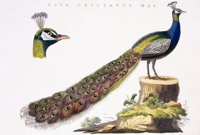Peafowl, ca. 1809-1829 av Jan Christiaen Sepp