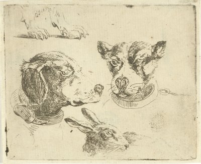 Studieark med to hundehoder, hundebein og harehode av Jan Dasveldt