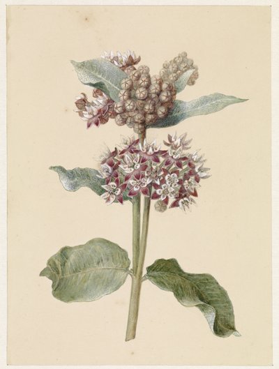 Blomstrende Asclepias-arter av Jan Jacob Goteling Vinnis