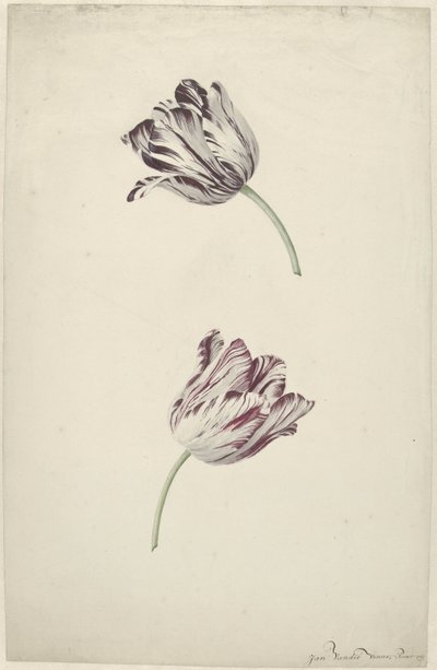 To rød-hvite tulipaner av Jan Jansz. van der Vinne