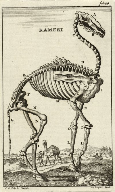 Skjelett av en kamel, ca. 1680-tallet av Jan Luyken
