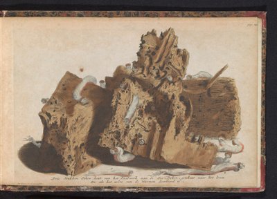 Deler av pælearbeid påvirket av skipsorm, 1731 Tre stykker eiketre fra Paalwerk aan de Zee-Dyken, tegnet etter livet slik det ble gjennomboret av Wurmen (tittel på objekt) av Jan Ruyter