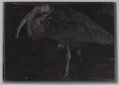 Ibis (original tittel på objekt) av Jan Veth