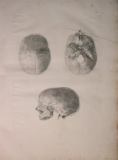 Albinus II, Pl. III, Kranielt bein, illustrasjon fra 