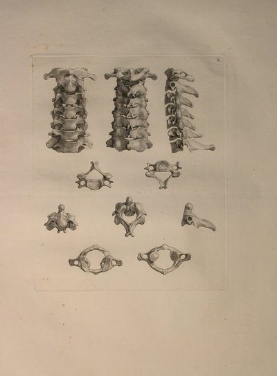 Albinus II, Pl. X: Nakkevirvel, illustrasjon fra 