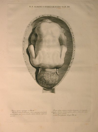 Albinus, Uterus, Pl. III, illustrasjon fra 