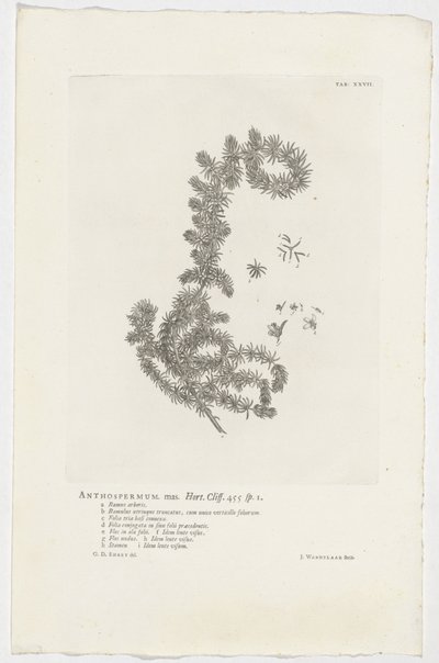Anthospermum aethiopicum Anthospermum hann. Hage. Klippe. 455 sp. 1 (tittel på objekt) av Jan Wandelaar