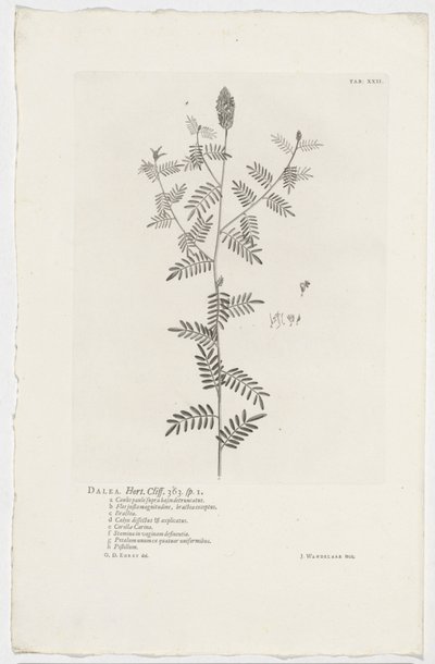 Dalea alopecuroides Dalea. Hort. Klippe. 363. sp. 1 (tittel på objekt) av Jan Wandelaar