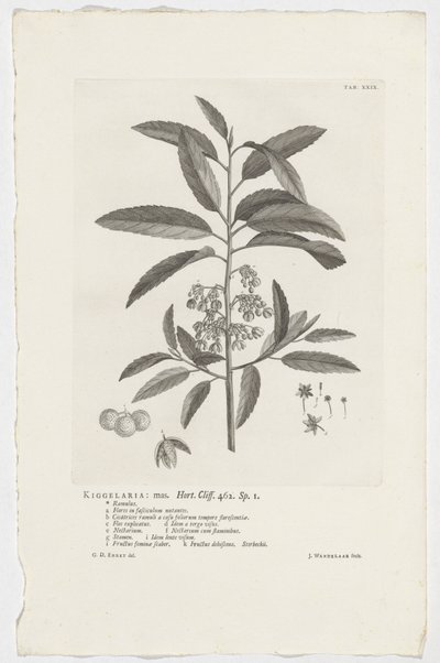 Kiggelaria africana Kiggelaria: mas. Hort. Klippe. 462. sp. 1 (tittel på objekt) av Jan Wandelaar