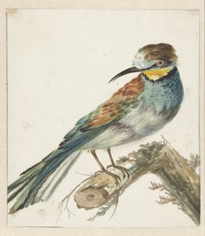 Vixenitter (Merops apiaster) av Jan Baptist Weenix