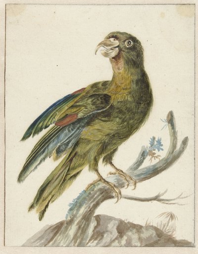 Parakitt av Jan Baptist Weenix