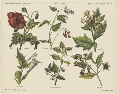 Giftige planter (tittel på objekt) Nye nederlandske barnetrykk (serietittel på objekt) Funkes trykk (serietittel på objekt) av Jan de Haan