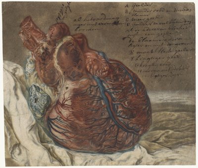 Utskrifter av hjernen og hjertet Anatomisk studie av et menneskehjerte av Jan l