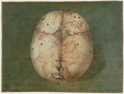 Utskrifter av hjernen og hjertet Anatomisk studie av hodeskallen til en umoden baby av Jan l