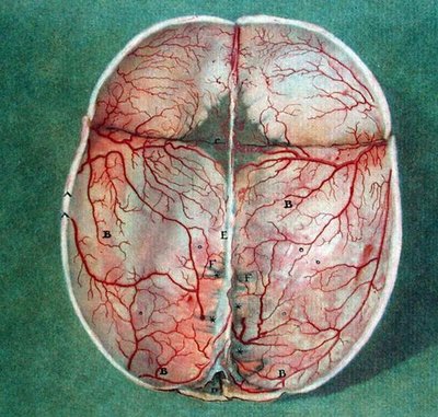 Hjernen, fra 'Traite d'Anatomie du Cerveau' av Felix Vicq d'Azyr (1748-94) av Jan or Joannes Ladmiral