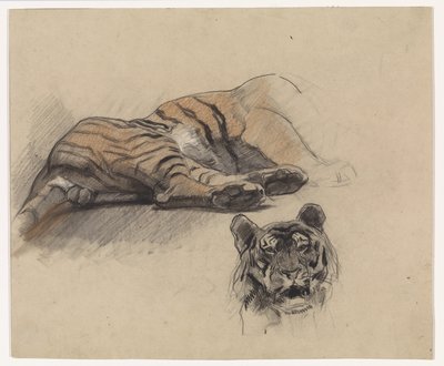 Tilbakelent tiger, og hodet til en tiger av Jan van Essen