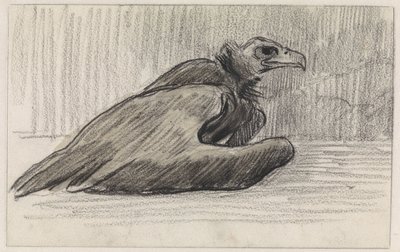 Sittende gribb, vendt mot høyre av Jan van Essen