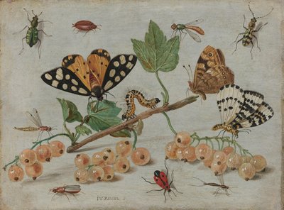 Insekter og frukt Kvist hvit rips med insekter av Jan van Kessel (I)