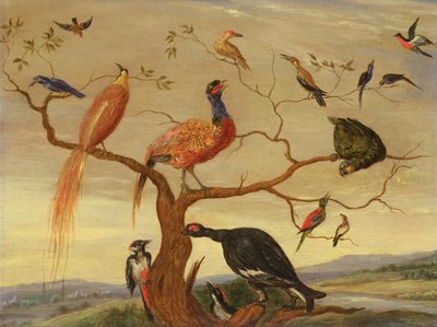 A Concert of Birds (olje på kobberpanel) av Jan van Kessel the Elder