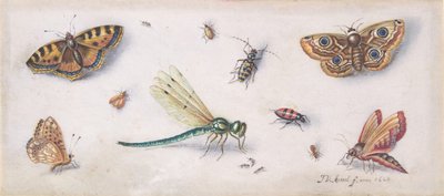Insekter, sommerfugler og en øyenstikker, 1600-tallet. av Jan van Kessel