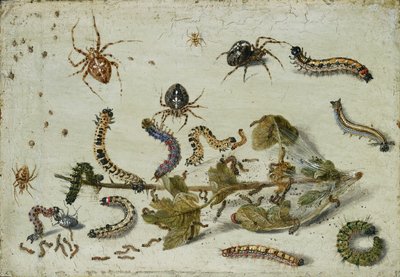 Ulike edderkopper og larver, med en kvist av stikkelsbær, tidlig på 1650-tallet av Jan van Kessel