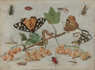Insekter og frukt. Rundt 1660-65 av Jan van Kessel the Elder