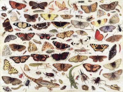 Studie av sommerfugler og andre insekter. 1657 av Jan van Kessel the Elder