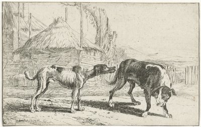 Rüde und Hündin Tiere (Serientitel) Zoographiam (Serientitel) von Jan van den Hecke