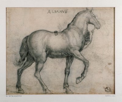 Studie for en hest Tegning av Giovanni Stradano (Jan van der Straet) (1523-1605) Firenze, Institutt for trykk og tegninger, Uffizi (kontorer) av Jan van der Straet