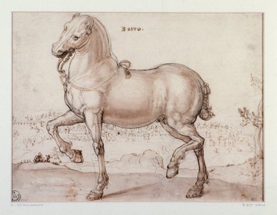 Studie for en hest Tegning av Giovanni Stradano (Jan van der Straet) (1523-1605) Firenze, Institutt for trykk og tegninger, Uffizi (kontorer) av Jan van der Straet