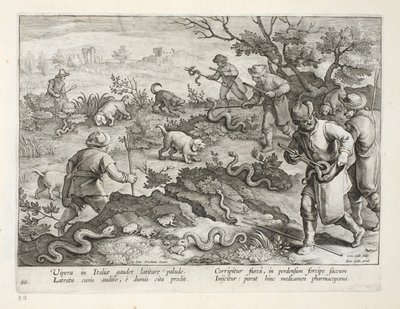 Italian Vipers Eating Toads, plate 60, illustrasjon fra 