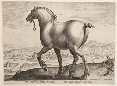 En saksisk hest, fra det første settet av "Equile Joannis Austriaci" av Jan van der Straet, called Stradanus