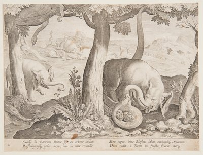 Fight between Elephants and Snakes, plate 2 fra Hunting of Wild Animals, Birds and Fish-serien av Jan van der Straet, called Stradanus